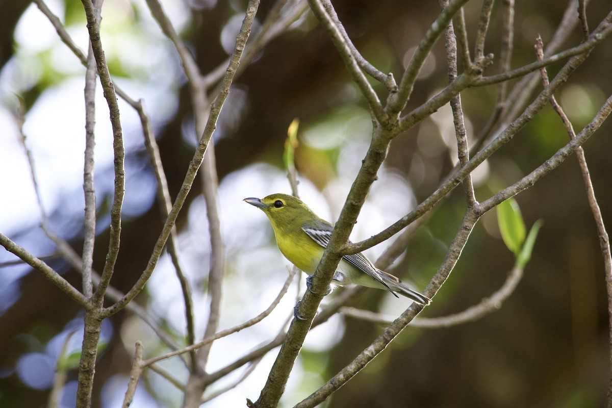 Yellow-throated Vireo - ML647327148