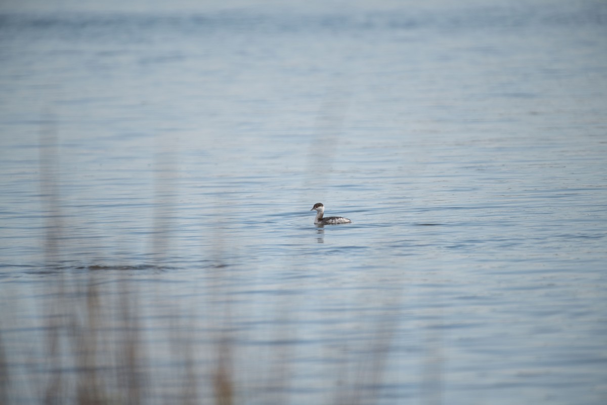 Красношейная поганка - ML647327151