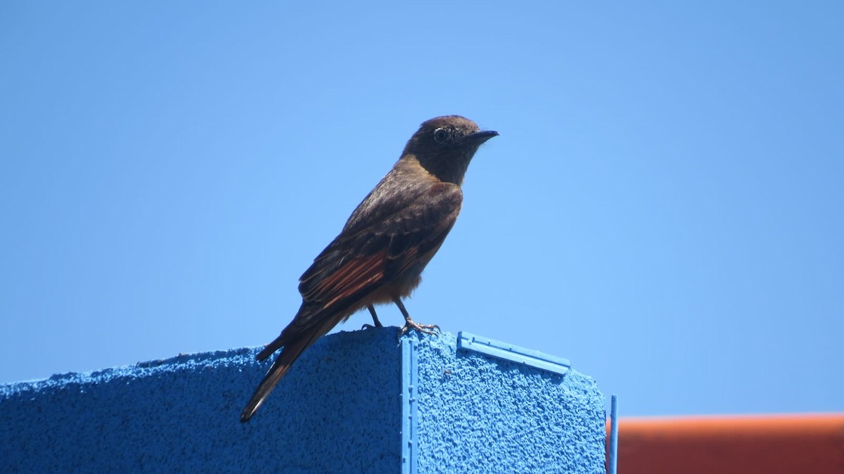 Cliff Flycatcher - ML647327159