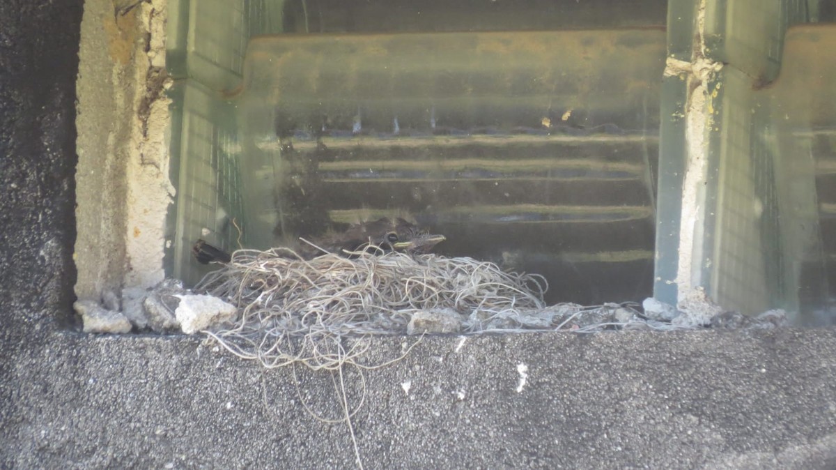 Cliff Flycatcher - ML647327162