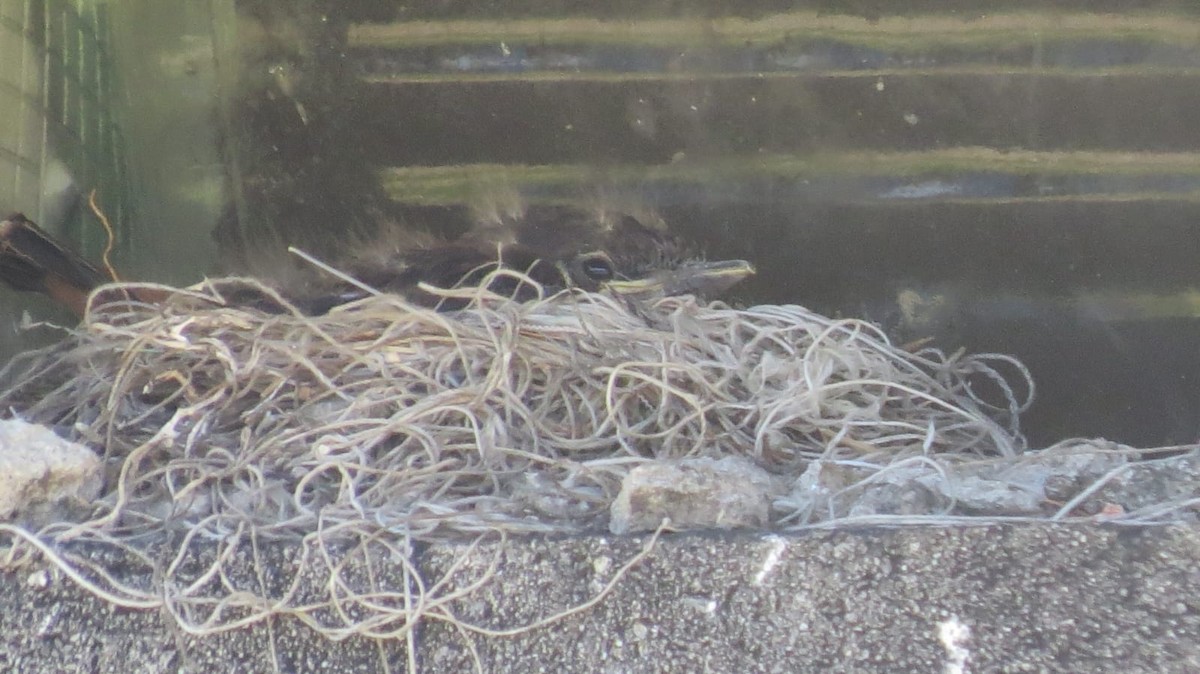 Cliff Flycatcher - ML647327163