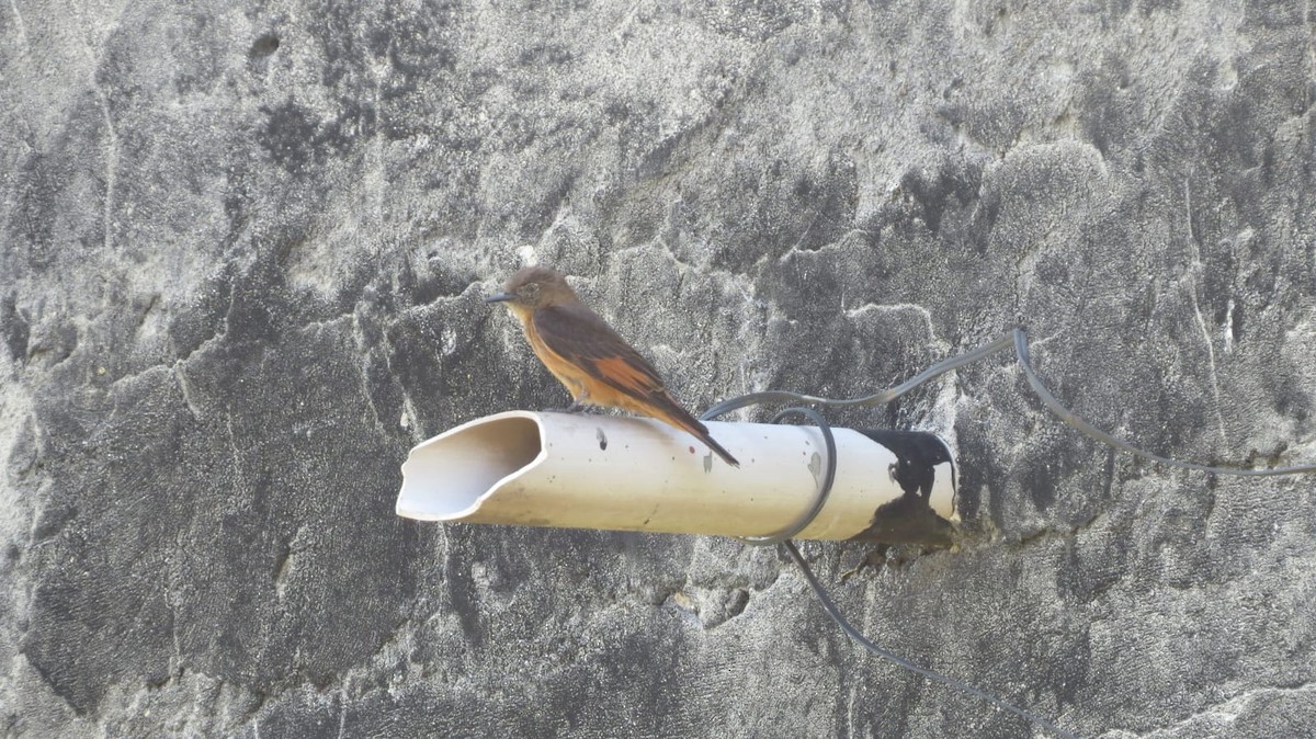 Cliff Flycatcher - ML647327164