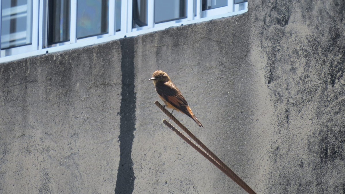 Cliff Flycatcher - ML647327166