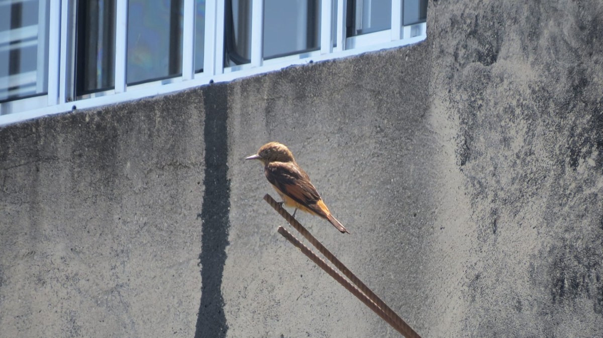 Cliff Flycatcher - ML647327167