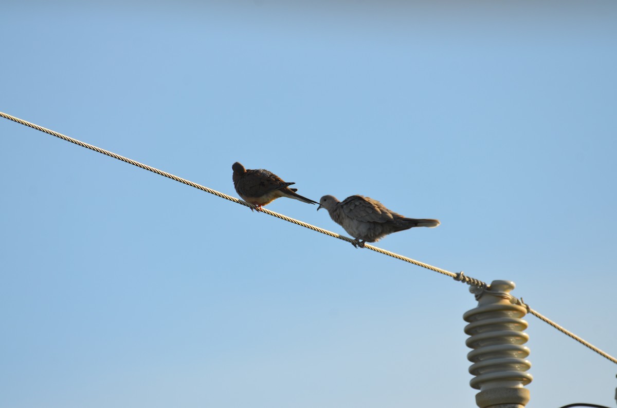 Горлиця садова - ML647327174