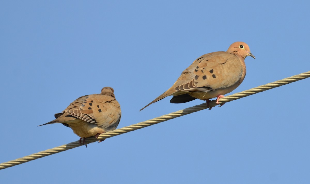 Зенаїда північна - ML647327179