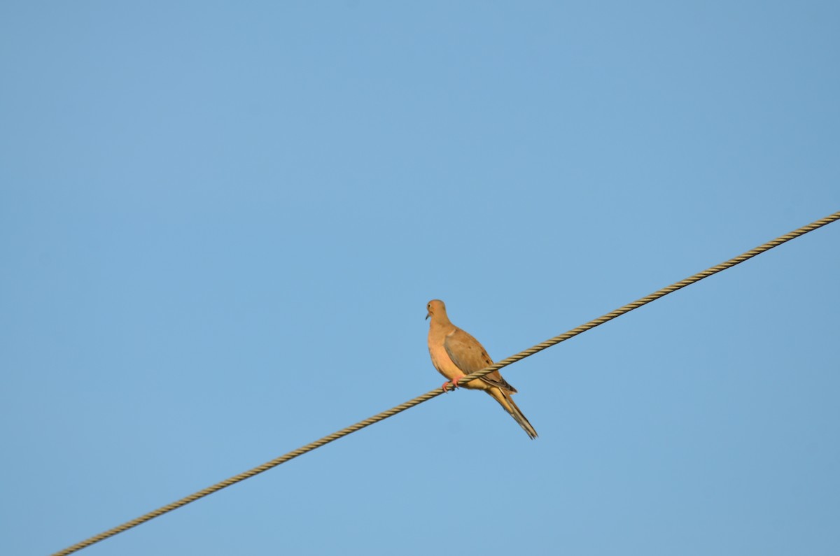 Зенаїда північна - ML647327180