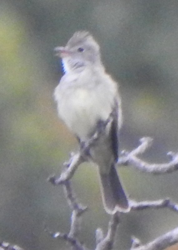 Yellow-bellied Elaenia - ML647327182