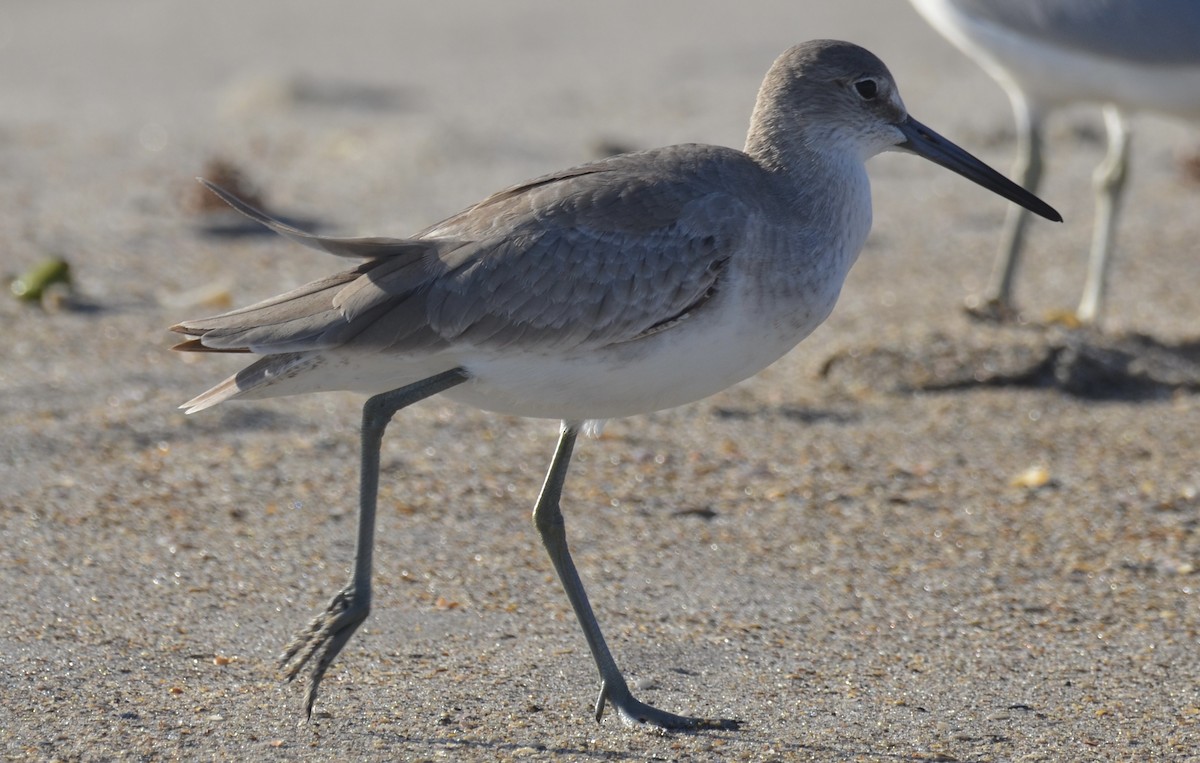 Коловодник американський - ML647327183