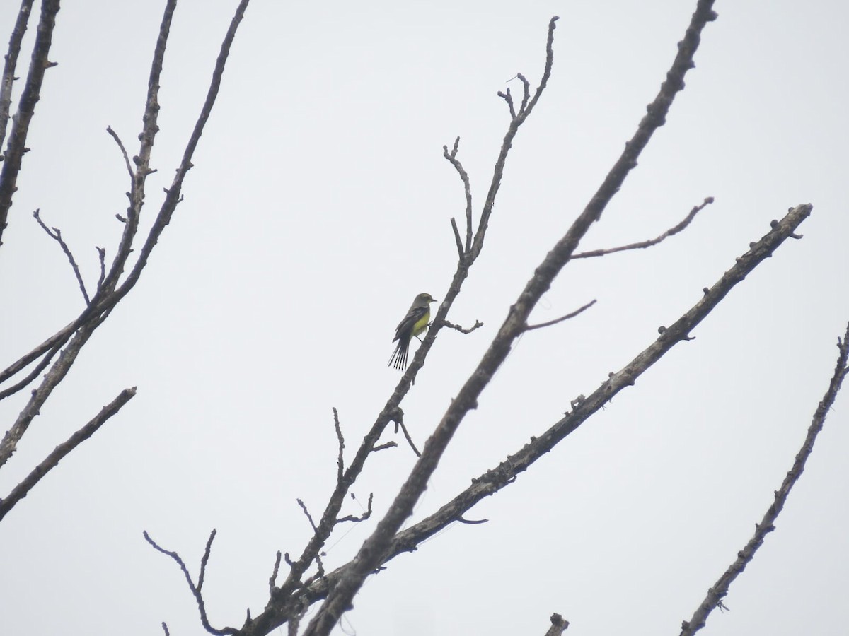 Yellow-browed Tyrant - ML647327188