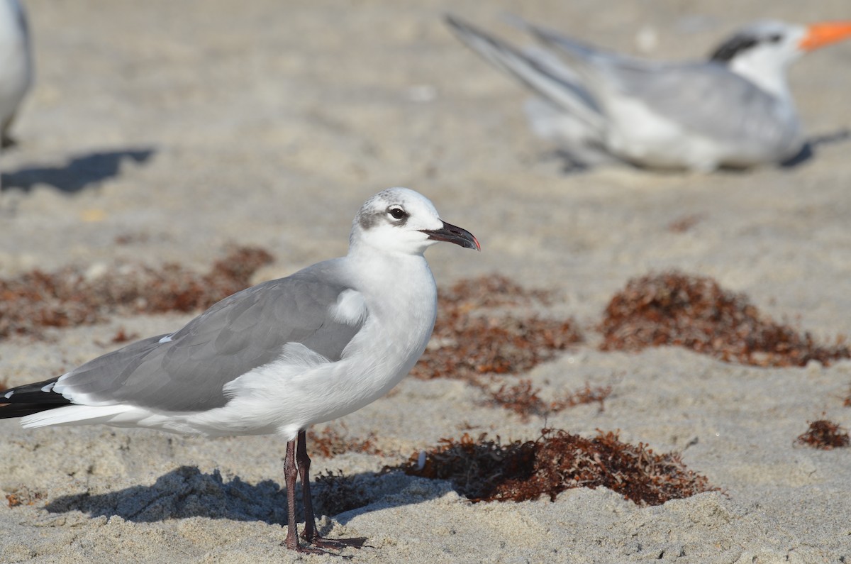 Мартин карибський - ML647327193
