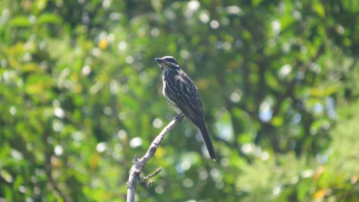 Streaked Flycatcher - ML647327197