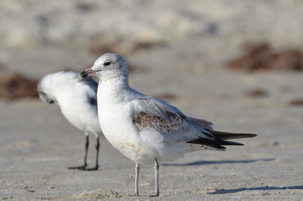 Мартин делаверський - ML647327200