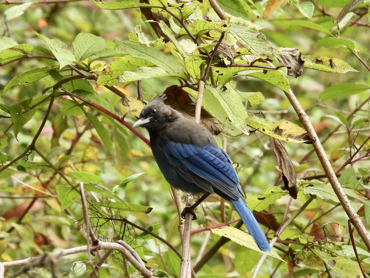 Steller's Jay (Coastal) - ML647327218