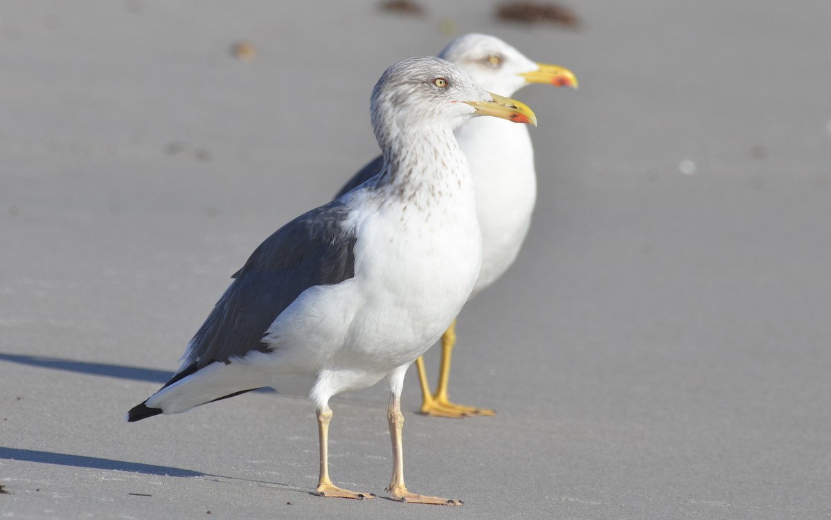 Мартин чорнокрилий - ML647327224