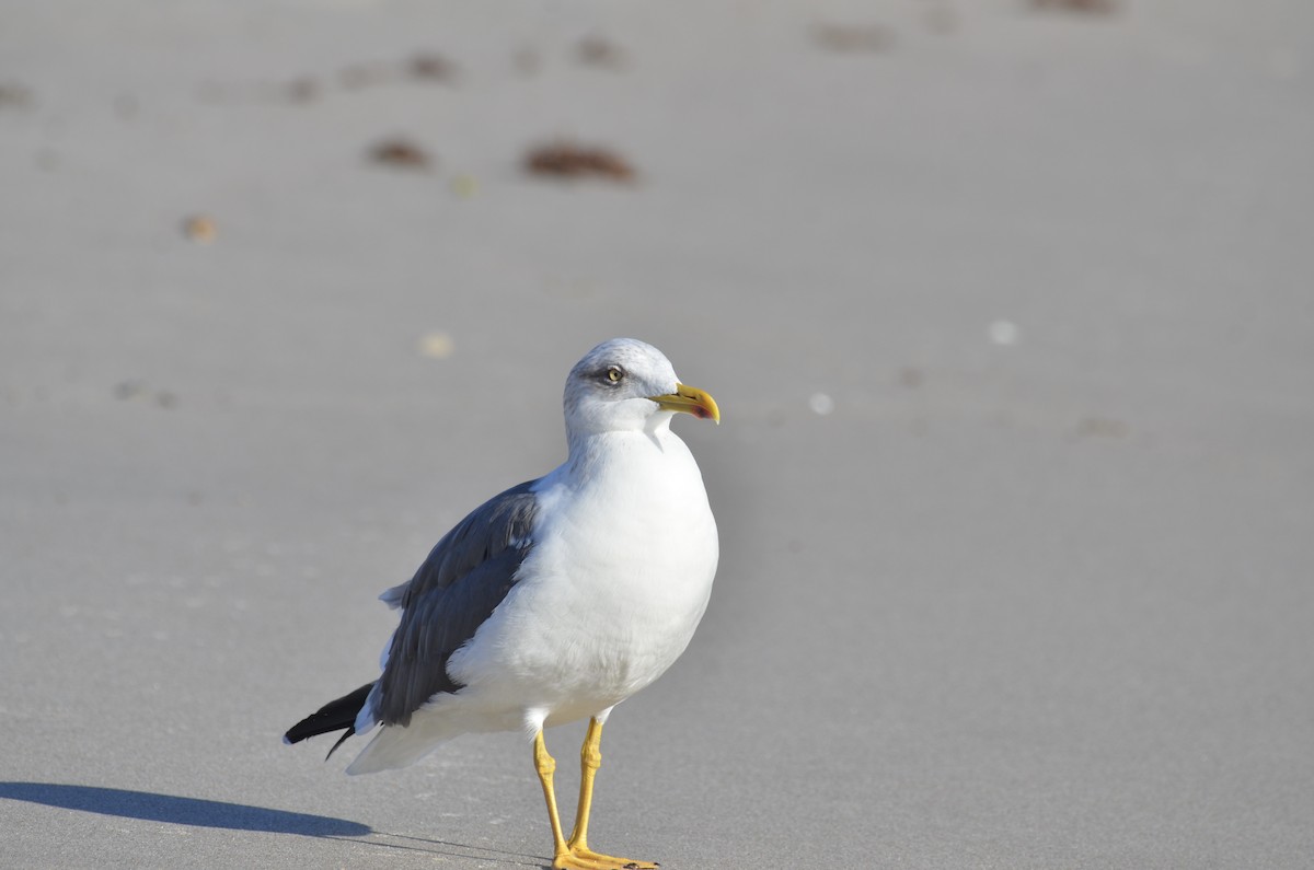 Мартин чорнокрилий - ML647327227