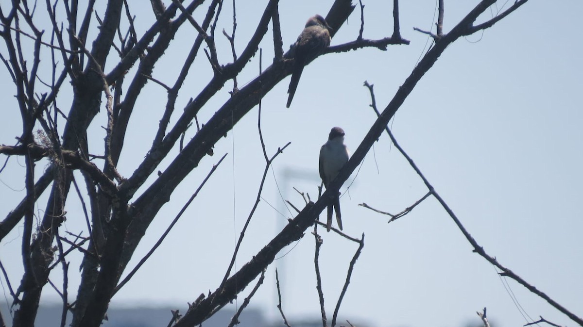 Fork-tailed Flycatcher - ML647327228