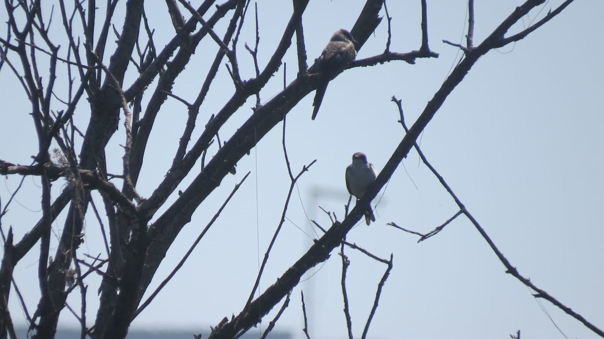Fork-tailed Flycatcher - ML647327229
