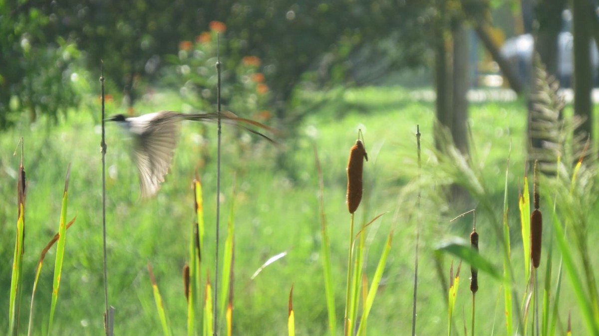 Fork-tailed Flycatcher - ML647327230