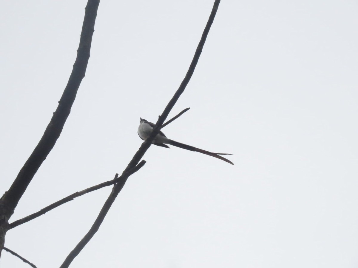 Fork-tailed Flycatcher - ML647327231