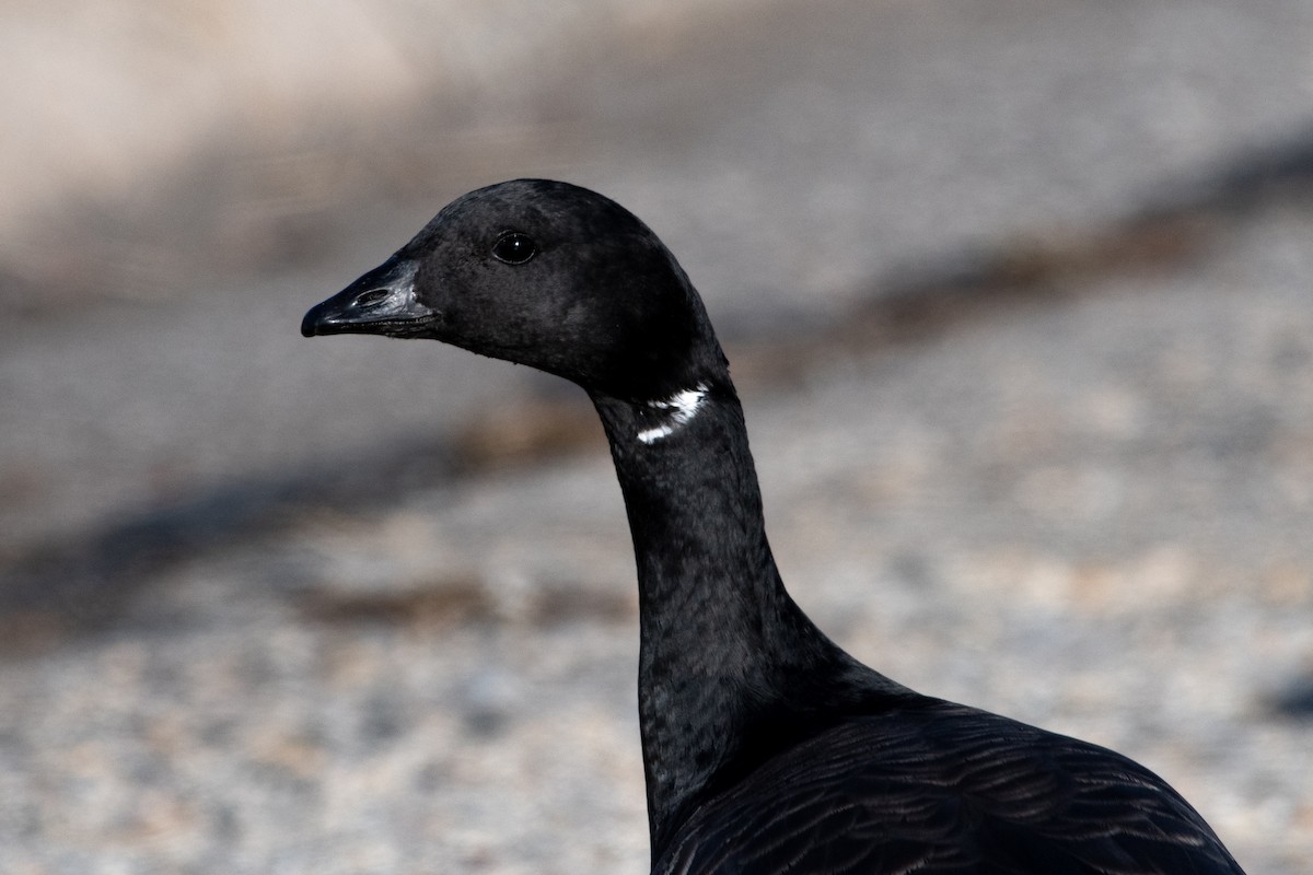 Brant - ML647327243