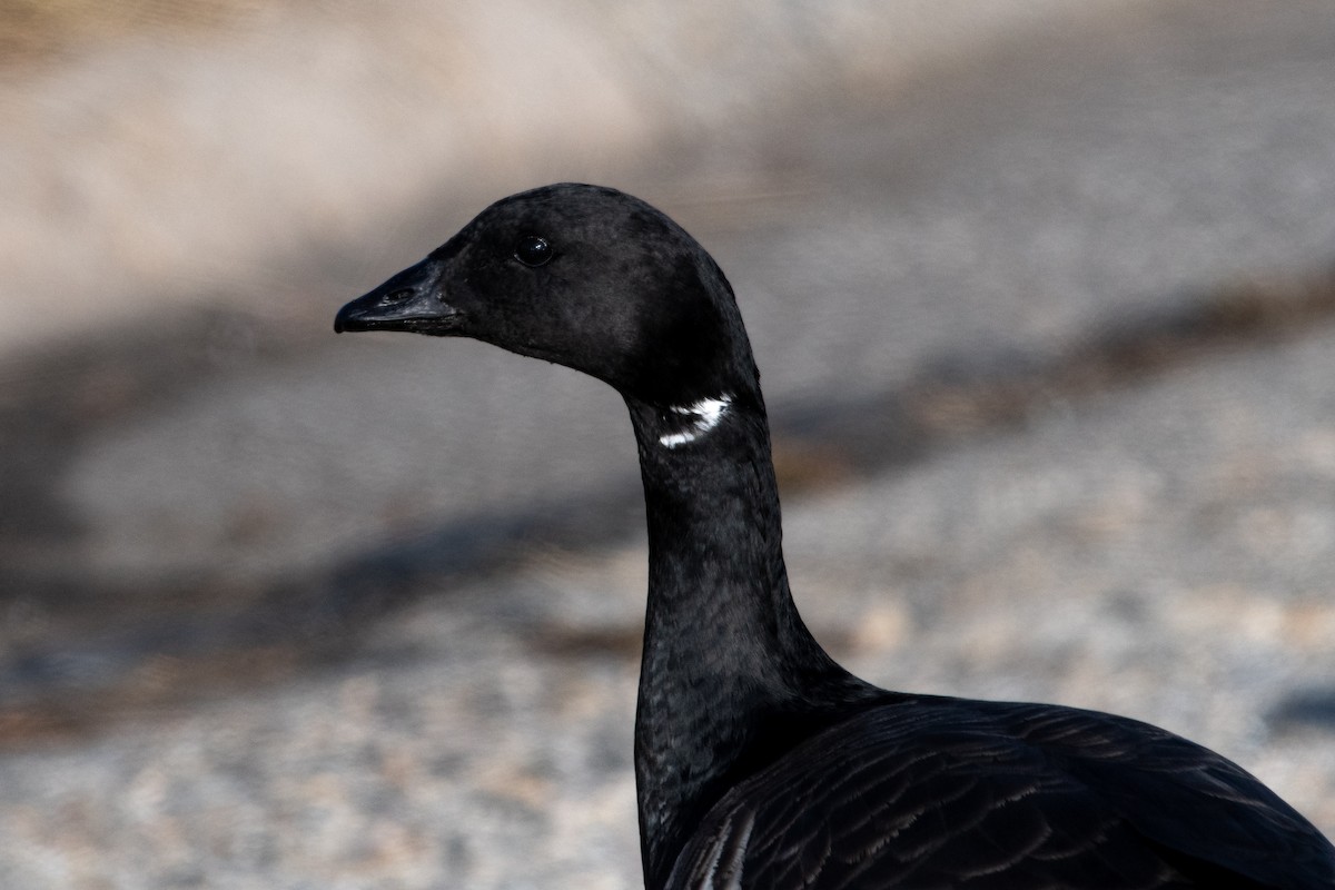 Brant - ML647327244