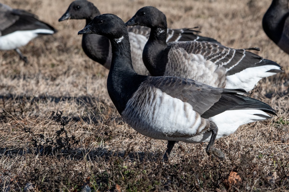 Brant - ML647327247