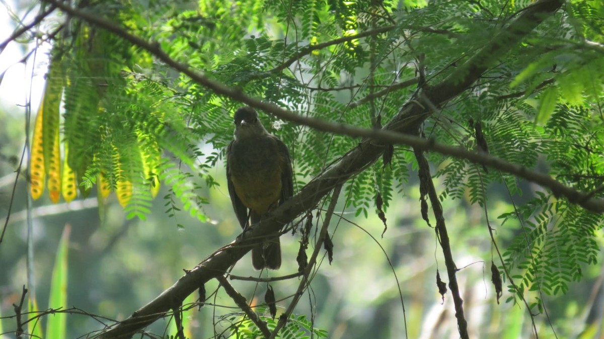 Rufous-bellied Thrush - ML647327266