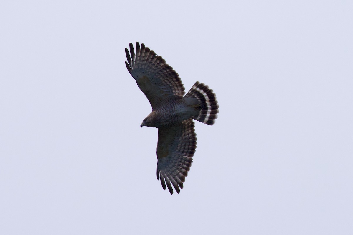 Канюк ширококрилий - ML647327271