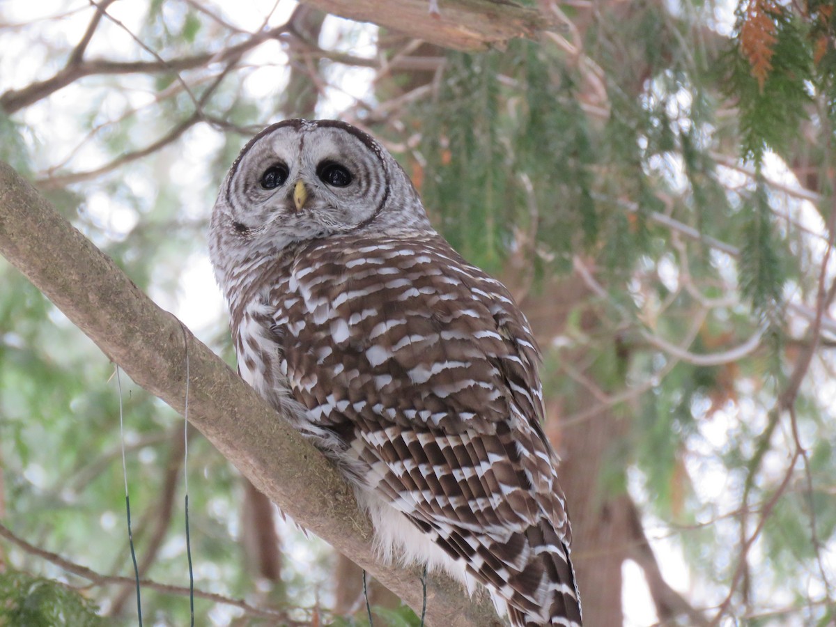 Barred Owl - ML647327272