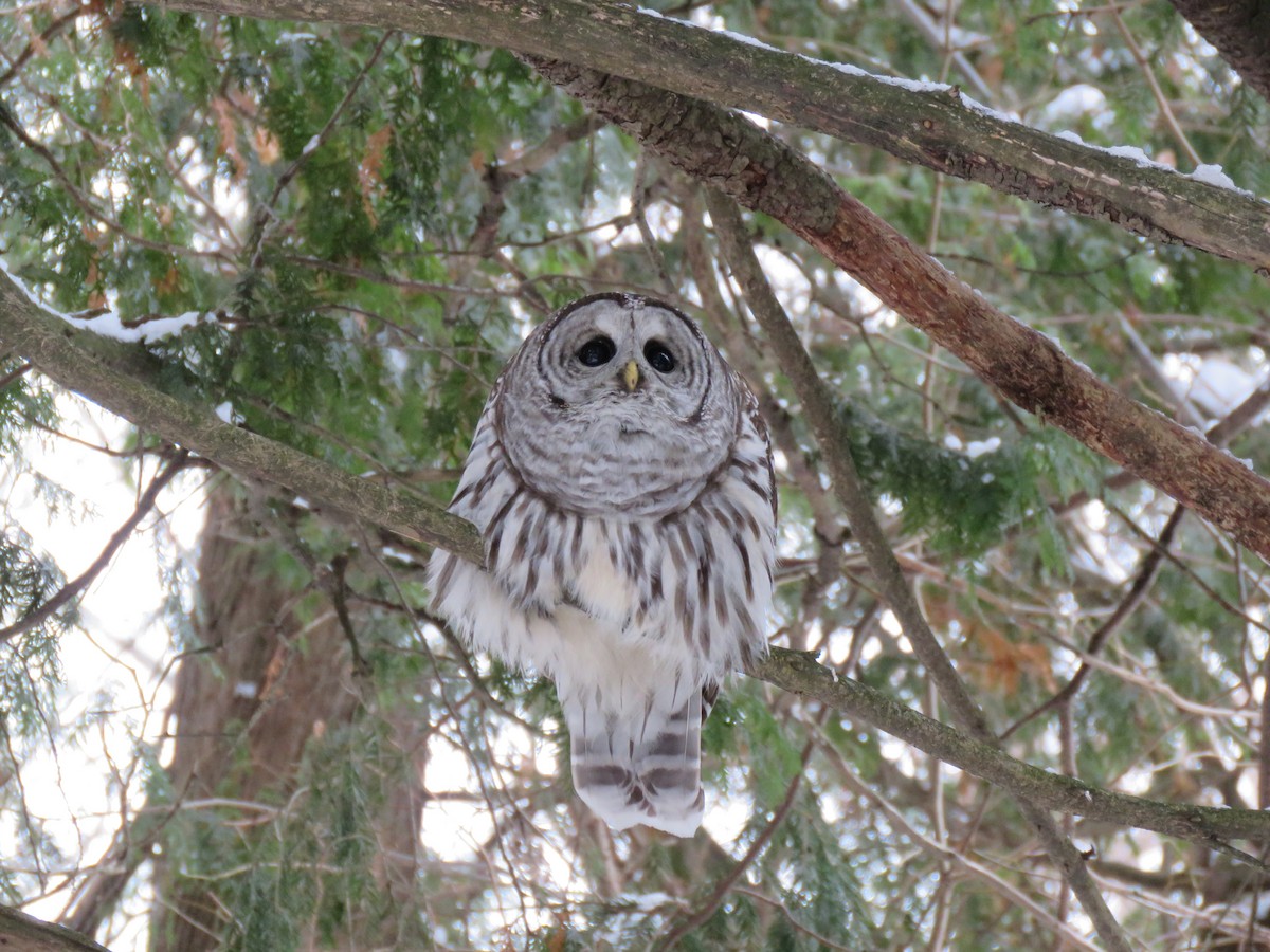 Barred Owl - ML647327273