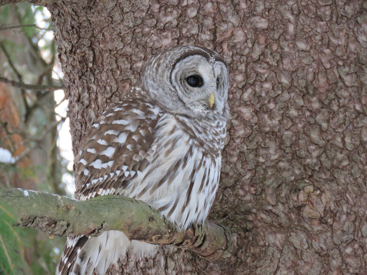 Barred Owl - ML647327274