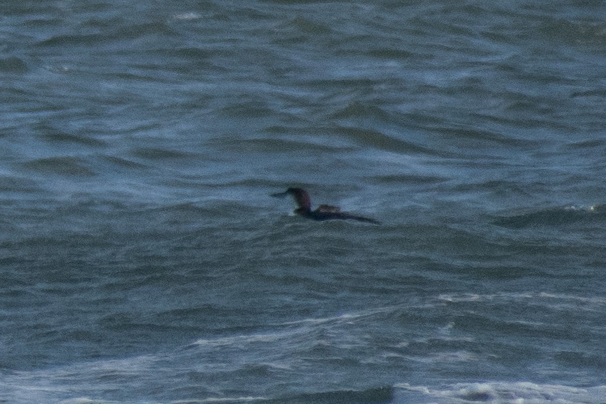 Common Loon - ML647327277