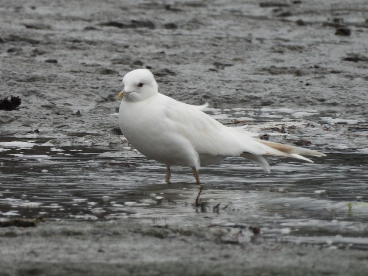 Short-billed Gull - ML647327278