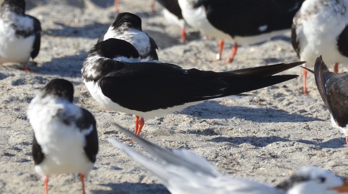 Black Skimmer - ML647327279