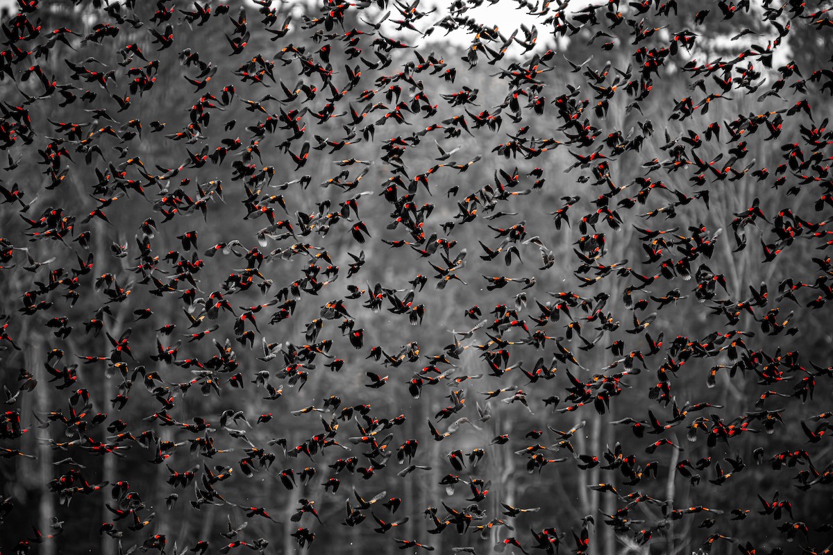 Red-winged Blackbird - ML647327280