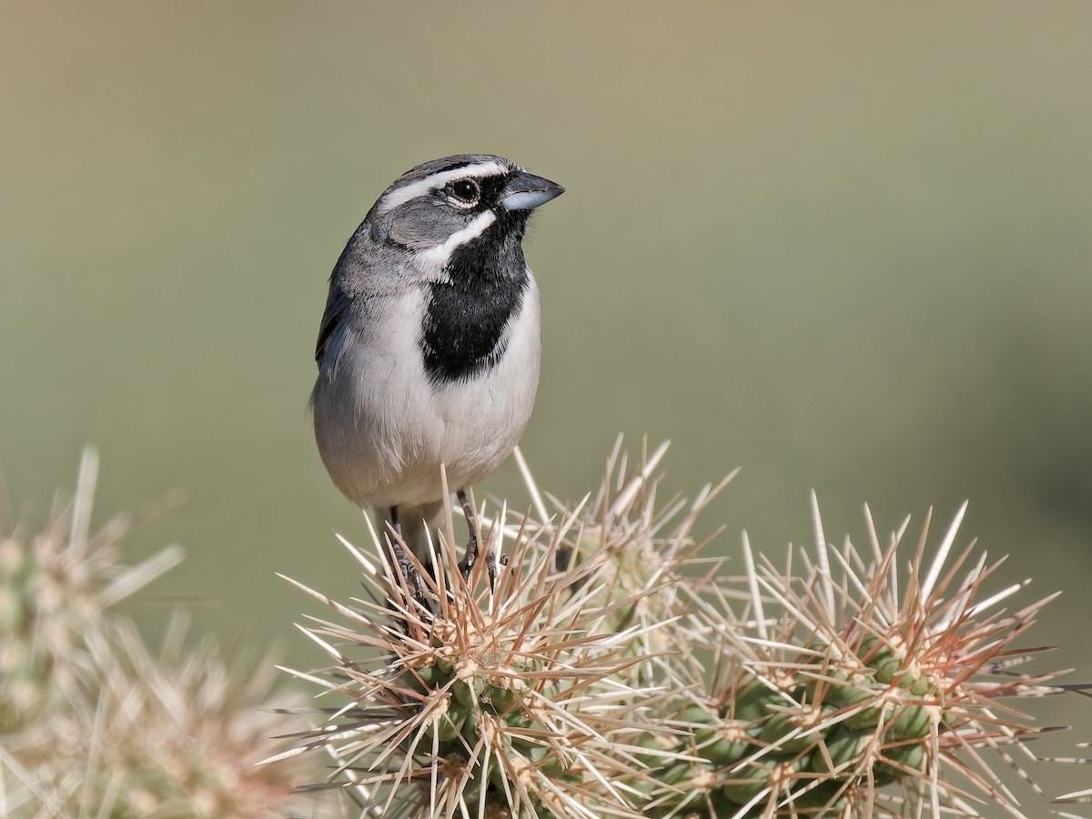 Black-throated Sparrow - ML647327283