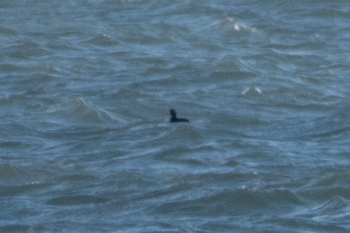 Black Scoter - ML647327285