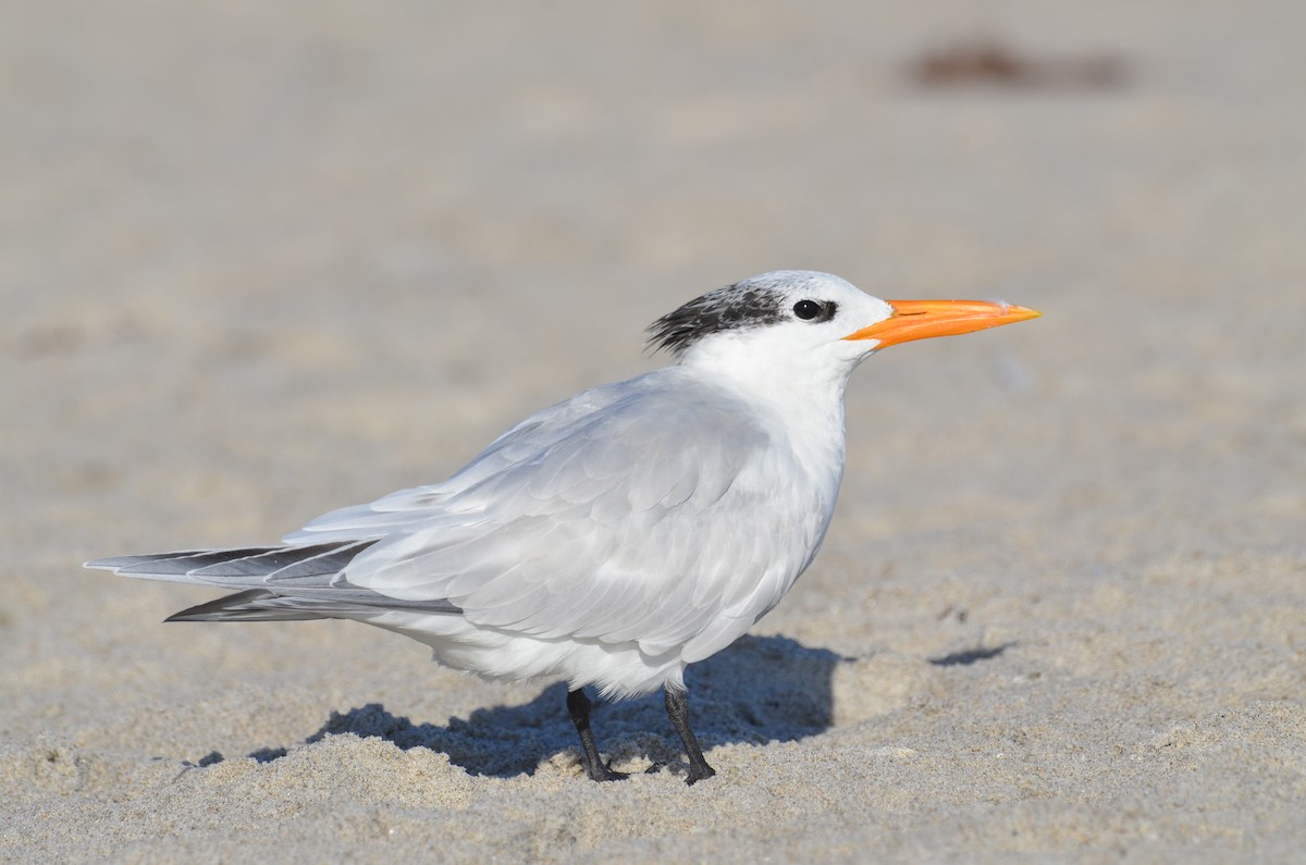 Royal Tern - ML647327286