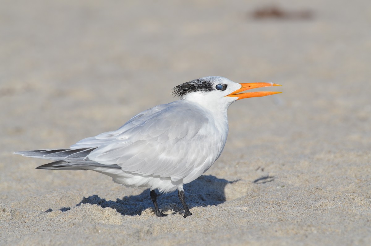 Royal Tern - ML647327287