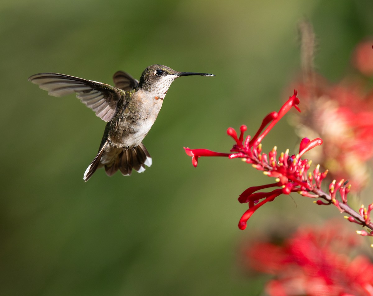 Ruby-throated Hummingbird - ML647327290