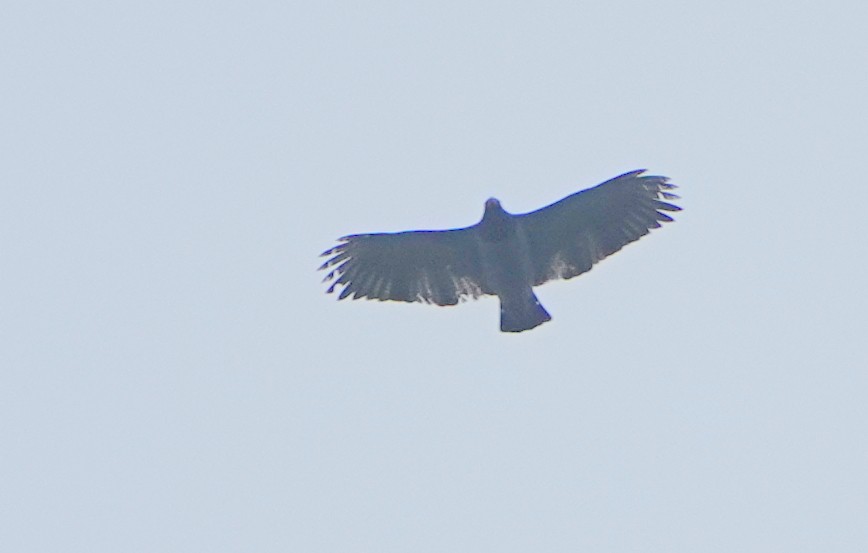 Barred Hawk - ML647327292