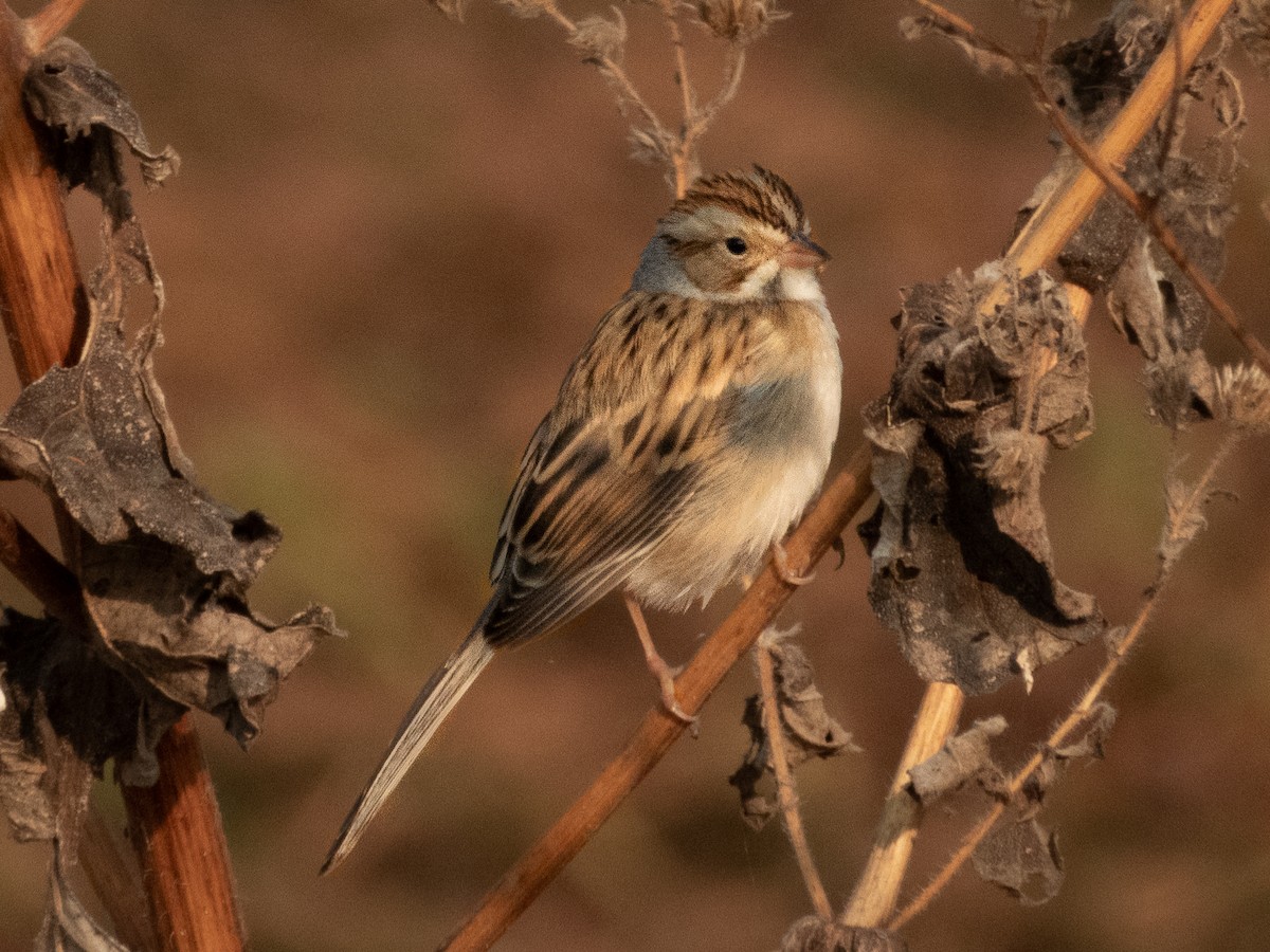 Clay-colored Sparrow - ML647327293