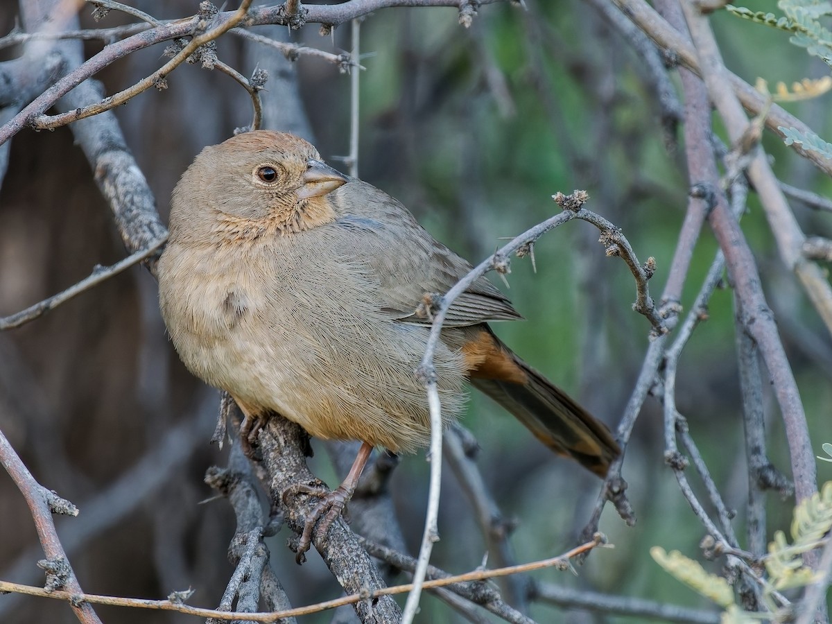 Canyon Towhee - ML647327294