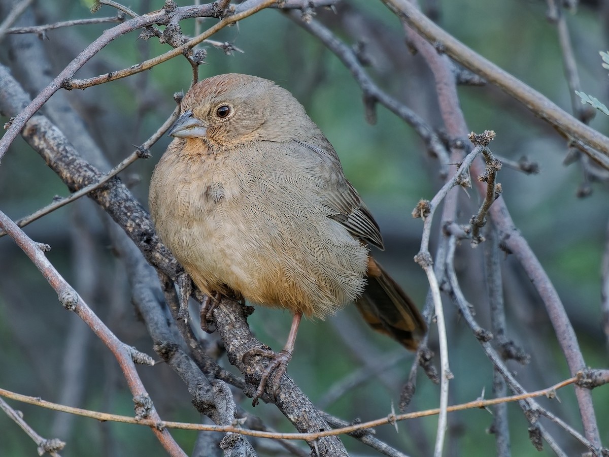 Canyon Towhee - ML647327295