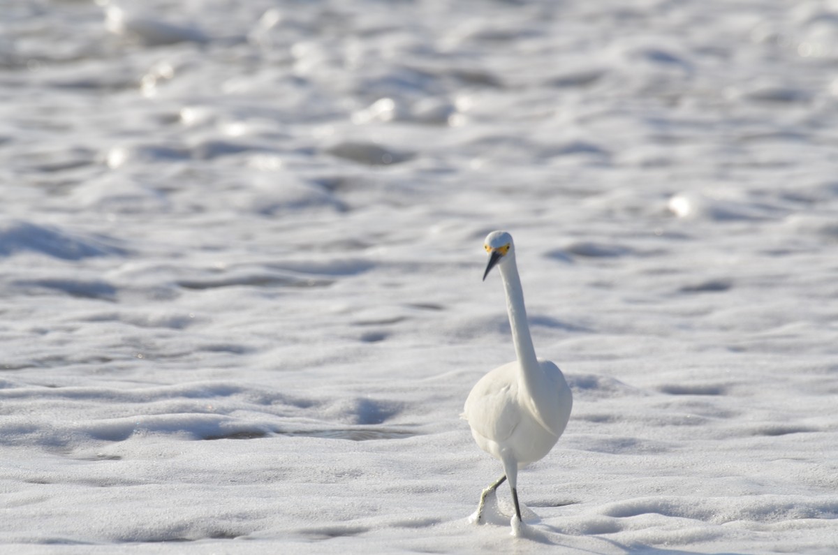 Snowy Egret - ML647327296
