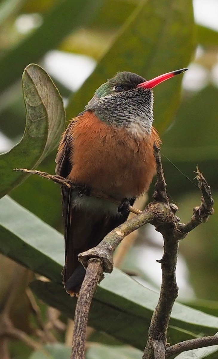 Amazilia Hummingbird - ML647327297