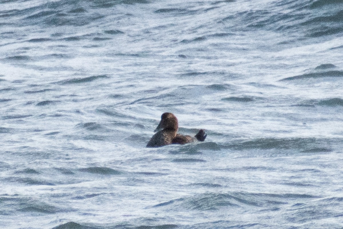 Ruddy Duck - ML647327298