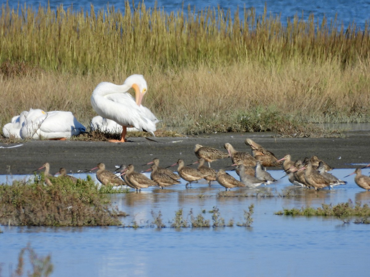 Marbled Godwit - ML647327299