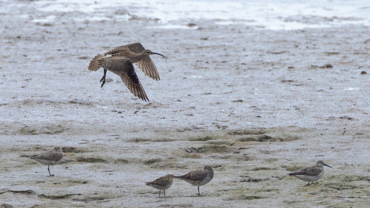 Eurasian Whimbrel - ML647327300